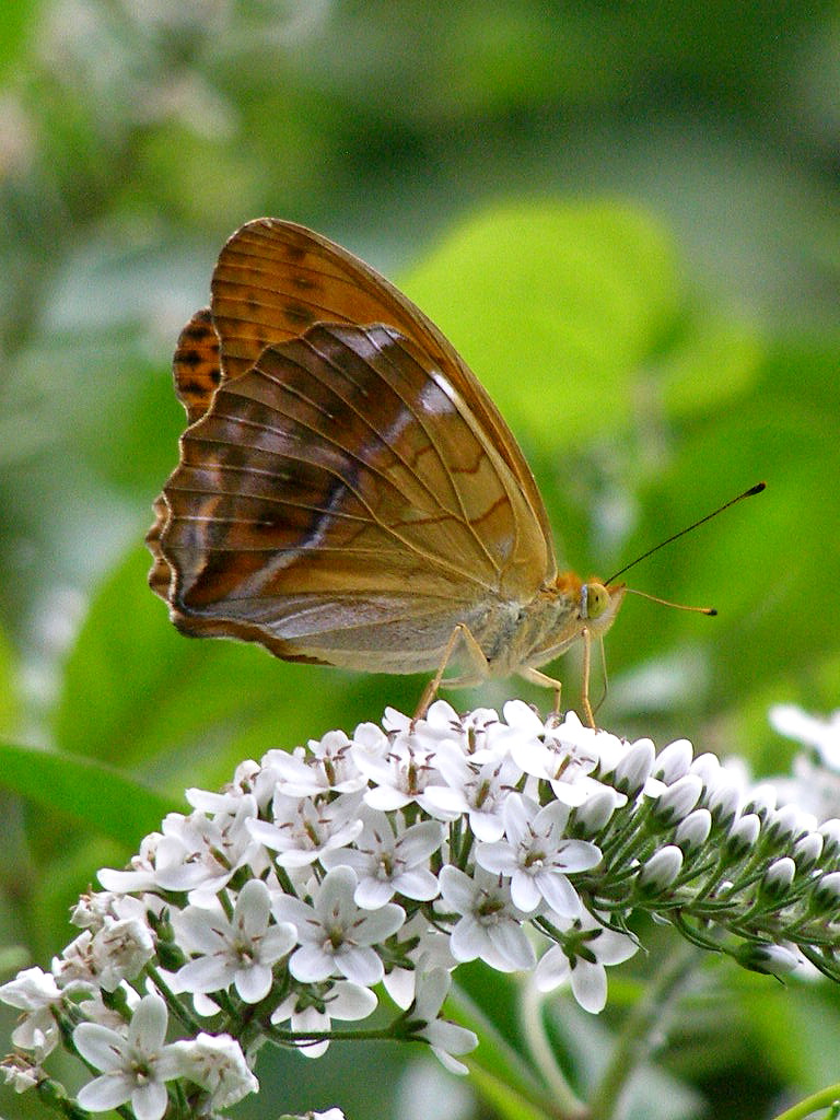 e0064158_11321100.jpg