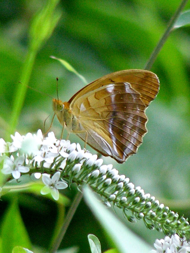 e0064158_1152429.jpg
