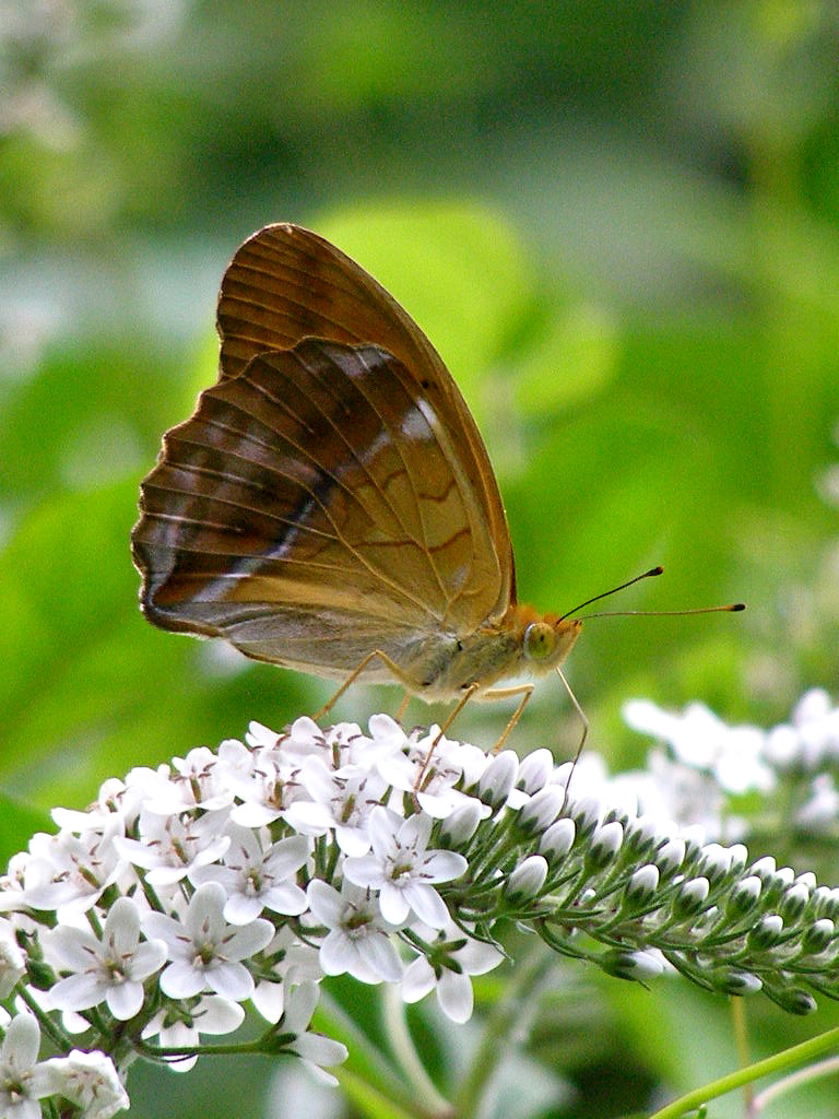 e0064158_11546100.jpg