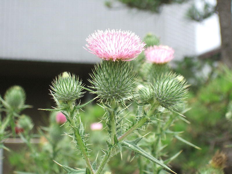 c0075585_1362918.jpg