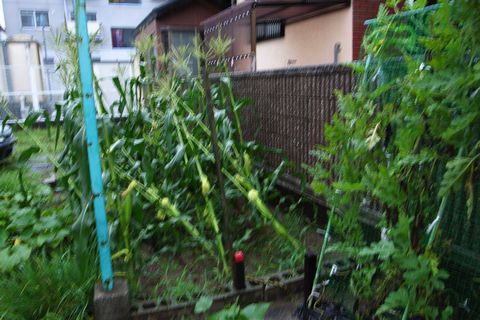 f0140720_1953481.jpg