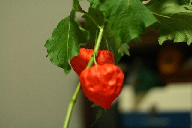 f0055228_16315841.jpg