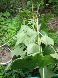 a0054240_12294426.jpg