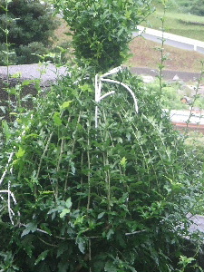a0054240_1230063.jpg