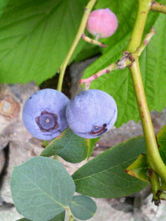 f0088647_17203711.jpg