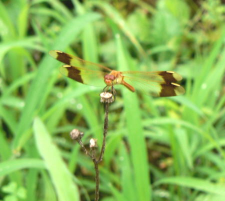 d0091754_03364.jpg