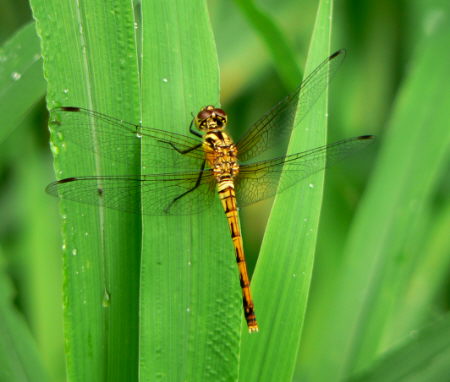 d0091754_055277.jpg