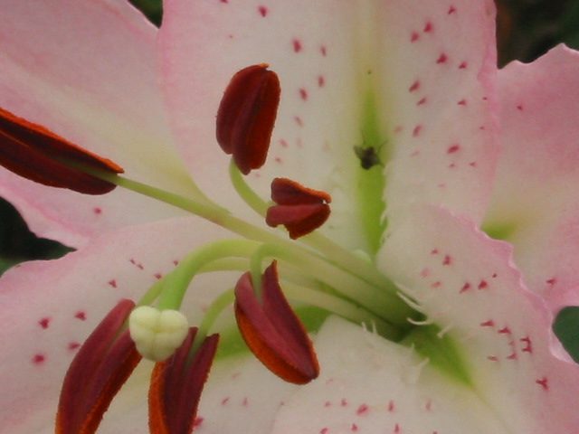 d0094868_15423127.jpg
