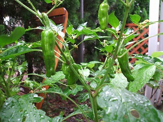 c0092983_1032473.jpg