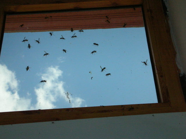 e0061699_8145418.jpg