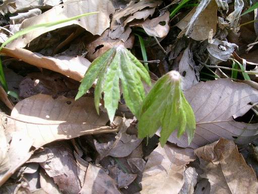 e0025300_11513719.jpg