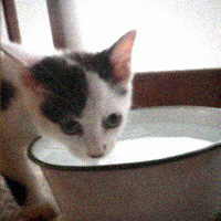 d0077603_8582350.jpg