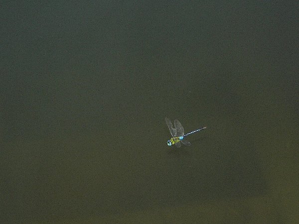 e0002314_2321941.jpg
