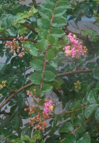 c0111535_23345140.jpg