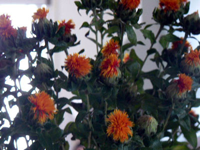 f0086169_2322367.jpg
