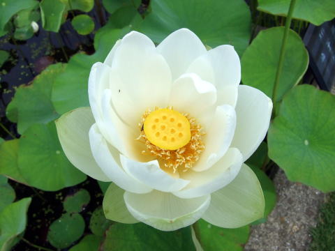 f0147025_20551100.jpg