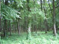 f0005043_19374859.jpg