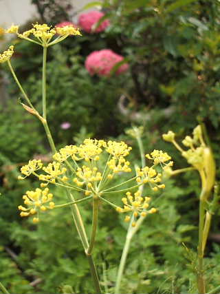e0086864_21341341.jpg