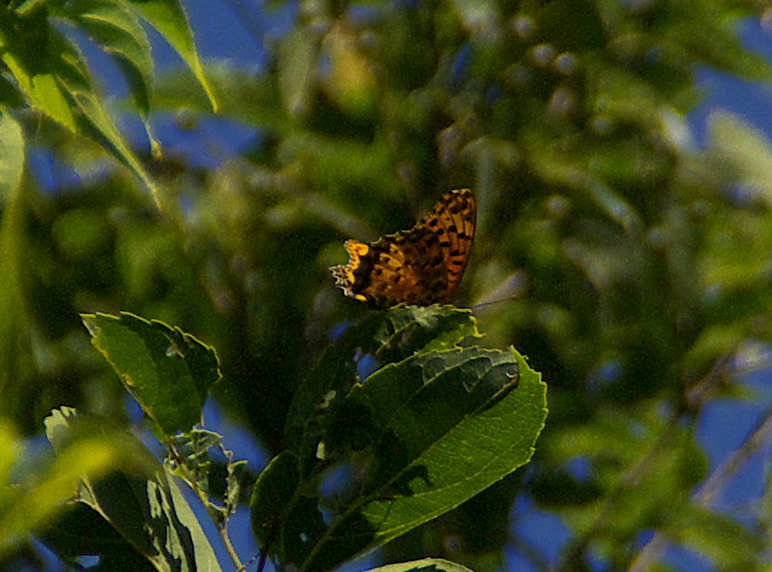 d0053930_6111772.jpg