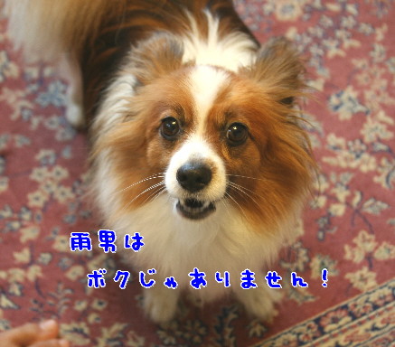 d0013149_114033.jpg