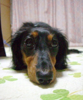 d0071269_2247537.jpg
