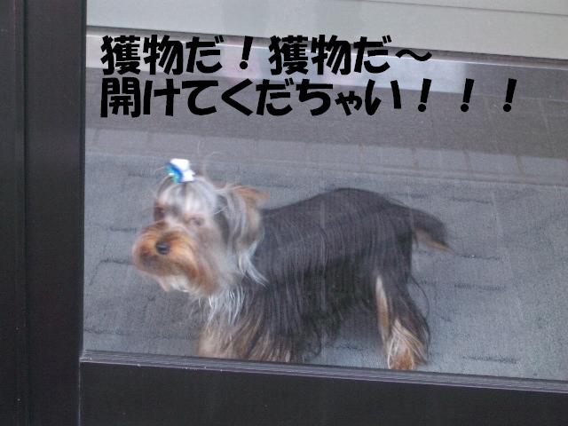 c0031582_1745540.jpg