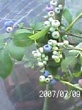 a0065807_1234339.jpg