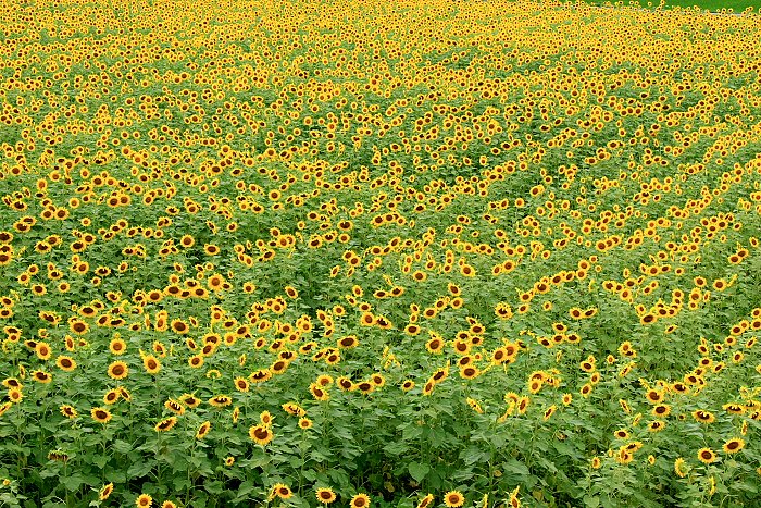 f0031423_21432159.jpg