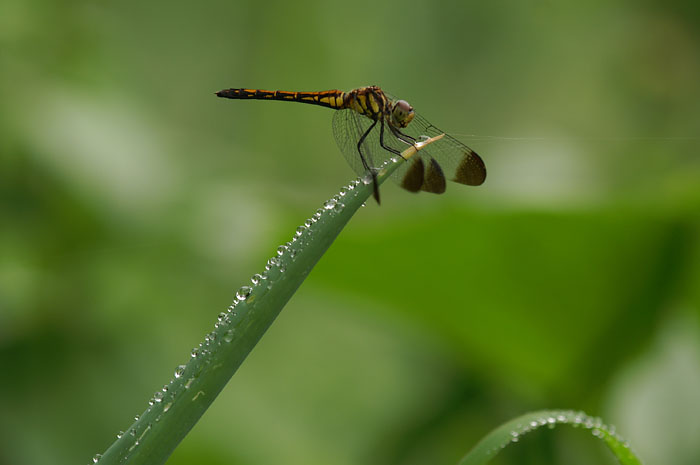 d0089024_2018912.jpg