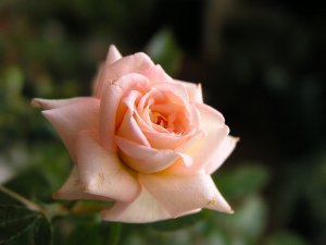 b0031925_957644.jpg