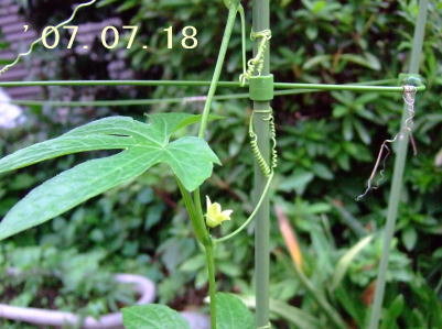7月18日すずめうりの花