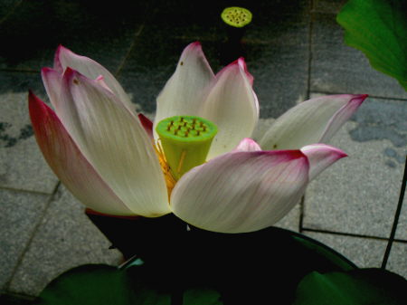 d0091754_15405735.jpg