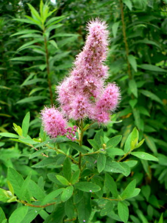 d0091754_15585618.jpg