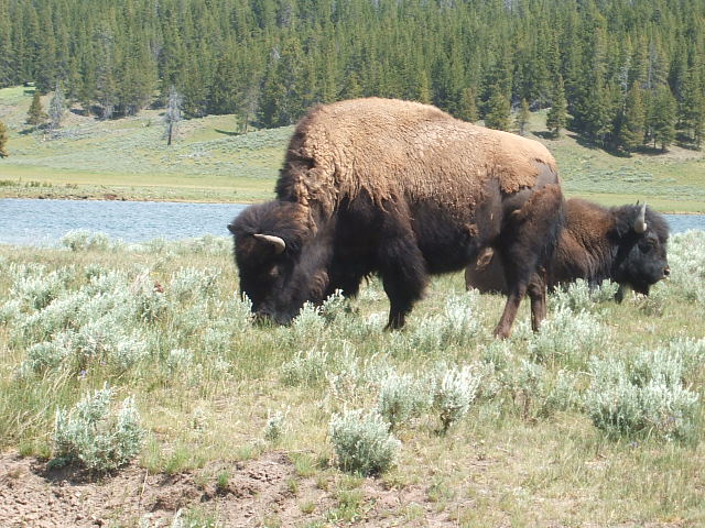 c0115366_1531504.jpg