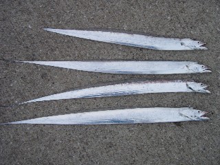 e0052088_17274147.jpg