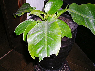 c0123149_2044687.jpg