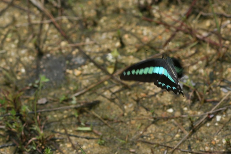 b0088772_839327.jpg