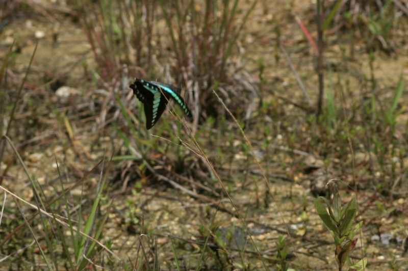 b0088772_8394911.jpg