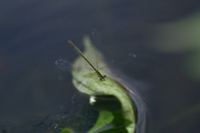 d0089024_20325389.jpg