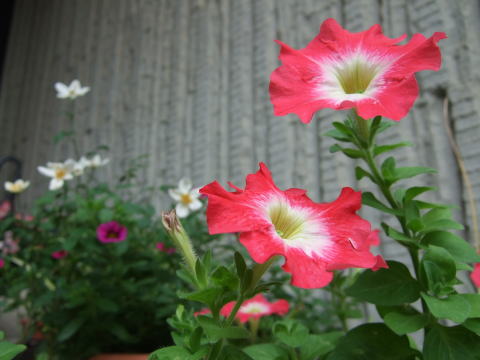 f0147025_23133877.jpg