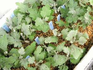 b0012636_155514.gif