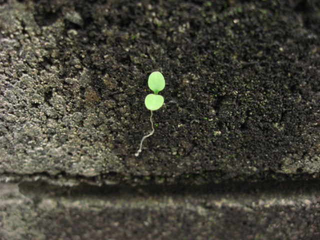 b0097747_1204717.jpg