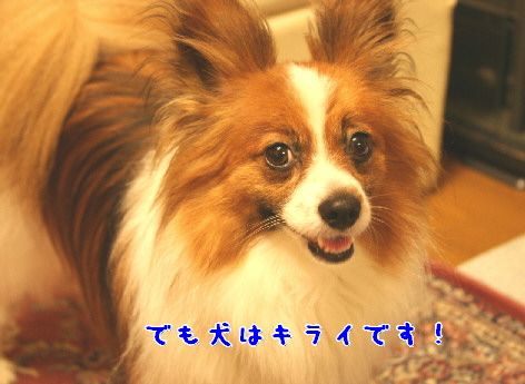 d0013149_1461244.jpg