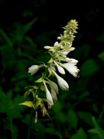 d0091754_2305960.jpg
