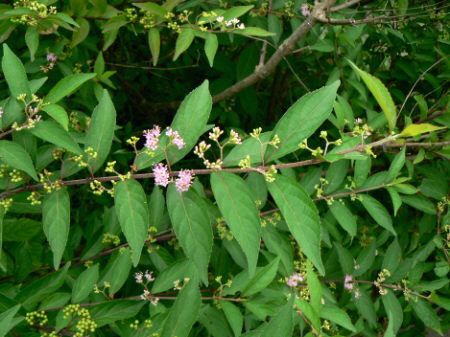 d0091754_23264315.jpg