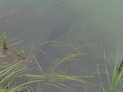 e0000968_2371684.jpg