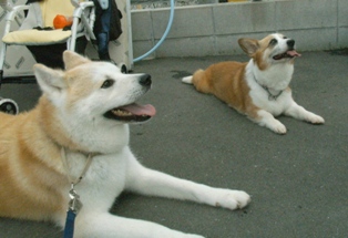 f0047870_9334382.jpg