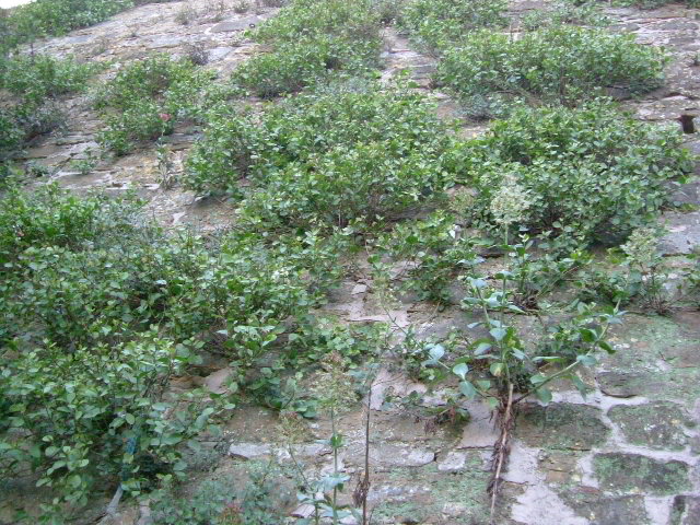 e0078071_21593655.jpg