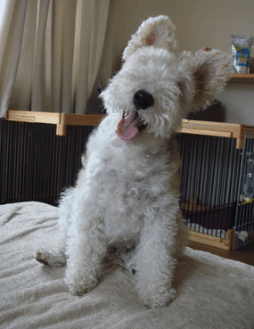b0091373_121194.gif