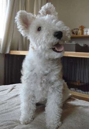 b0091373_121724.gif